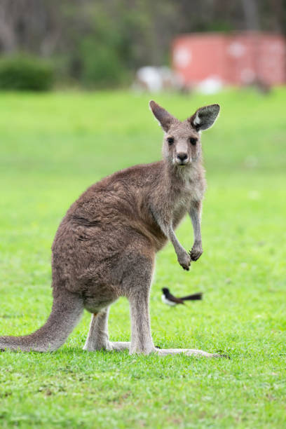 istock Australian Eastern Grey Kangaroo on green grass on the Sapphire Coast 1903127876