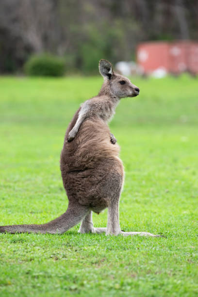 istock Australian Eastern Grey Kangaroo on green grass on the Sapphire Coast 1903127877