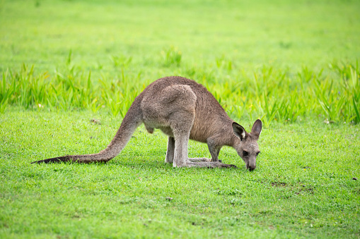A red kangaroo standing in grasslands in the Flinders Ranges National Park in the Australian Outback