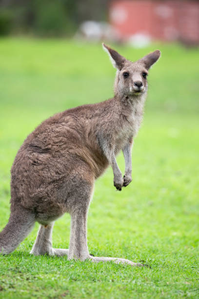 istock Australian Eastern Grey Kangaroo on green grass on the Sapphire Coast 1903127885