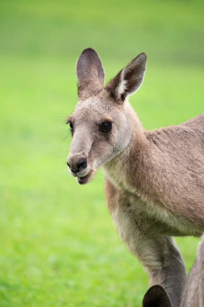 istock Australian Eastern Grey Kangaroo on green grass on the Sapphire Coast 1903127888