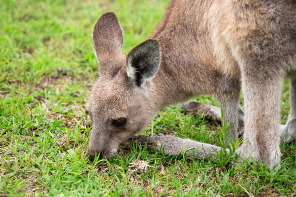 istock Australian Eastern Grey Kangaroo on green grass on the Sapphire Coast 1903127899