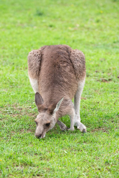istock Australian Eastern Grey Kangaroo on green grass on the Sapphire Coast 1903127901