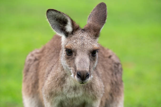 istock Australian Eastern Grey Kangaroo on green grass on the Sapphire Coast 1903127905
