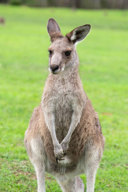 istock Australian Eastern Grey Kangaroo on green grass on the Sapphire Coast 1903127908