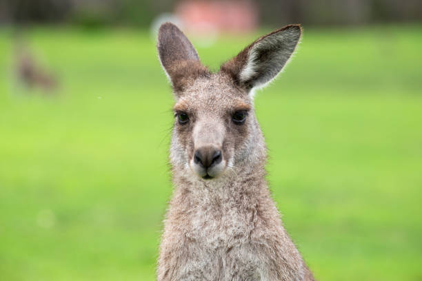 Located at Pambula, Eastern grey Kangaroos congregate in numbers in the lush grassed areas next to the beach.