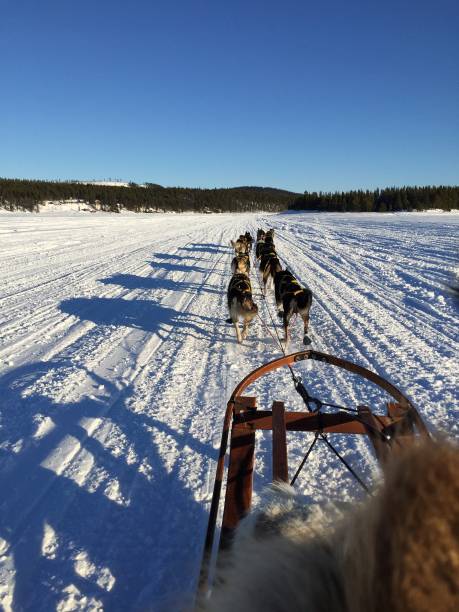 istock Dogsledding to the Ice Hotel 1903135178