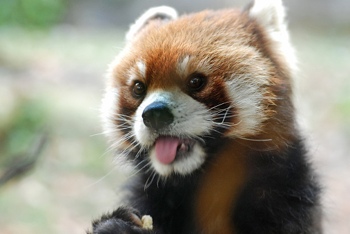 A red panda sticks out the tongue and eats an apple