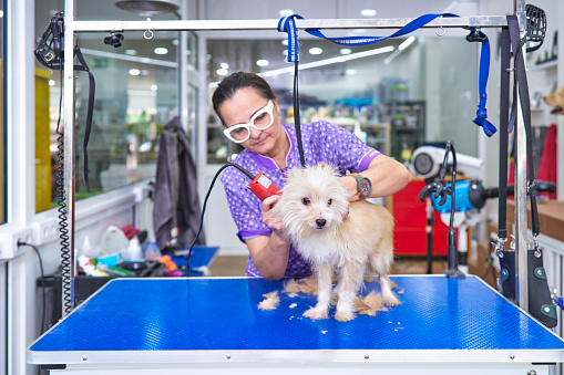 A female veterinarian peels a small mixed-breed dog with an electric machine at the veterinary clinic