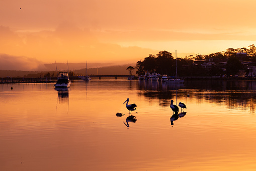 Pelicans resting on the water of a bay at golden hour with the forest reflecting in the water