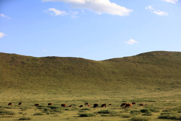 istock A herd of cattle was grazing on the prairie 1903282172