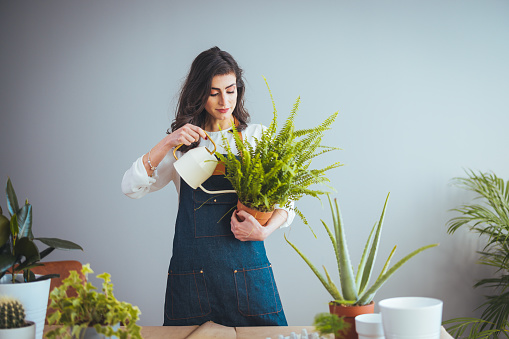 Playful woman gardening in home. Growing plants at home. Plant parent concept woman cultivating home plants. Woman Caring for House Plant. Female Care for Her Plant