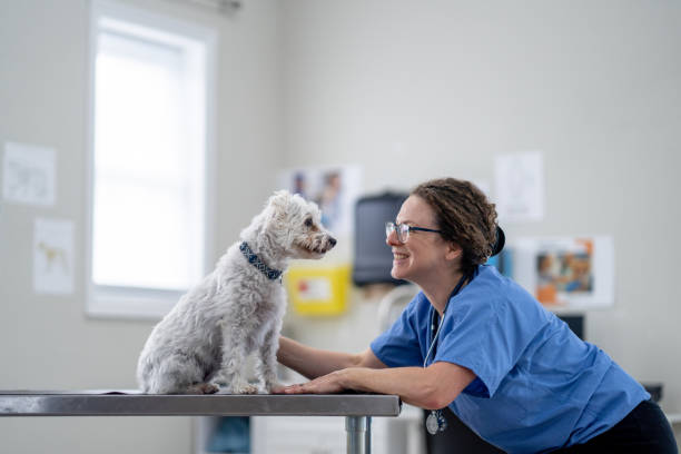 istock Small Breed Dog at the Vet 1903282354