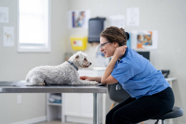 istock Small Breed Dog at the Vet 1903282355