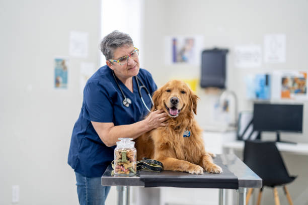 istock Golden Retriever at the Vet 1903282361