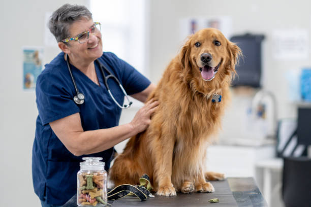 istock Golden Retriever at the Vet 1903282364
