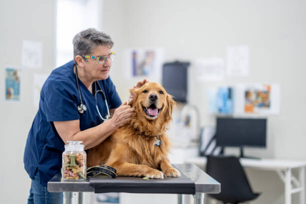 istock Golden Retriever at the Vet 1903282365