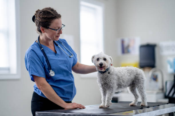 istock Small Breed Dog at the Vet 1903282366