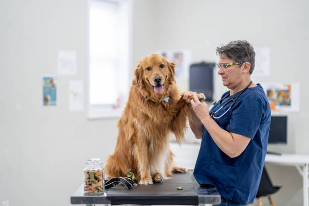 istock Golden Retriever at the Vet 1903282370