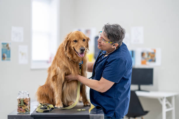 Heart Check at the Vets