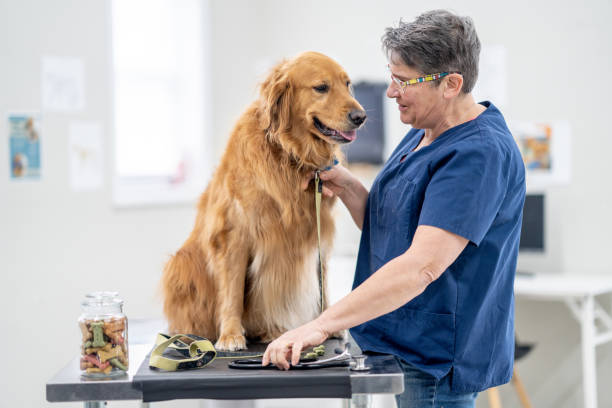 istock Golden Retriever at the Vet 1903282377