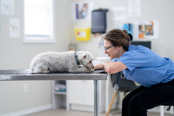 istock Small Breed Dog at the Vet 1903282379
