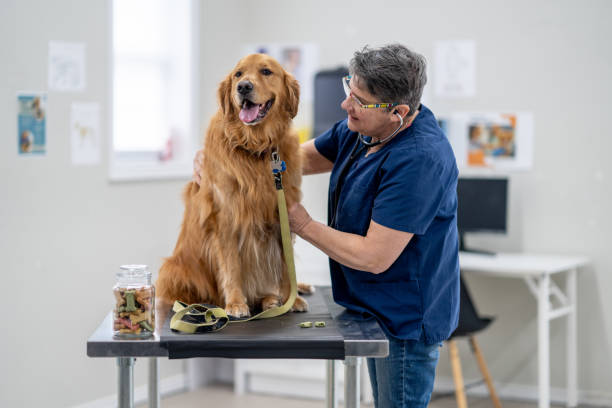 istock Heart Check at the Vets 1903282390