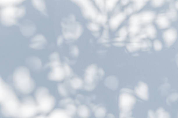 istock Abstract natural tree leaves shadow on white wall background 1903282447