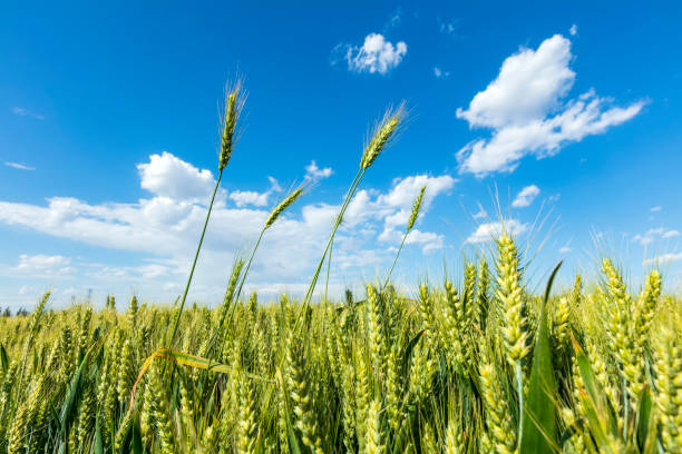 istock The wheat fields are under the blue sky and white clouds 1903282779