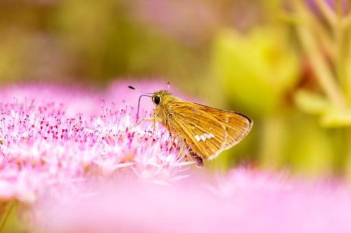 Parnara guttata Bremeret Grey, Rice skipper butterfly, A butterfly is on the flower