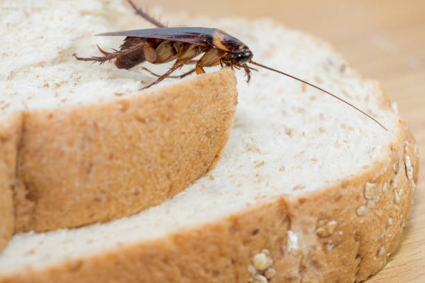 istock Close up of cockroach on a Whole wheat bread 1903313804