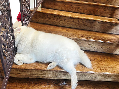 A little dog is waiting on a staircase for his owners to come back home.