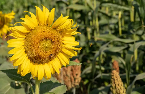 Photo of Sunflower growing in the farm. Sunflowers are the very embodiment of summer.