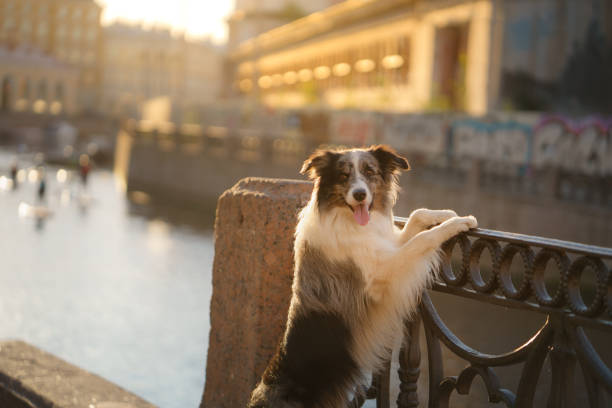 istock dog in the city. Marble border collie 1903359880