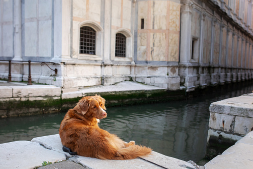 dog in the city. Nova Scotia Duck Tolling Retriever in Venice, canals and bridges. walk with a pet