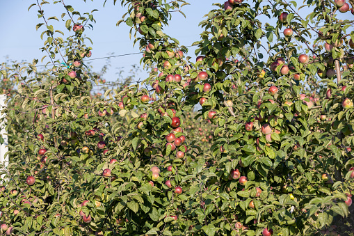 Apple harvest in the apple orchard in sunny weather, unripe apples on tree branches in the orchard