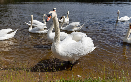 a large number of white swans on the lake in summer, many white swans are fed by people in sunny weather