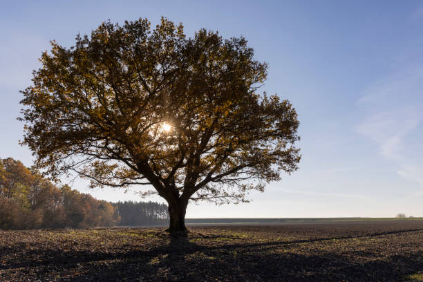 istock an old huge oak with orange autumn foliage 1903378909