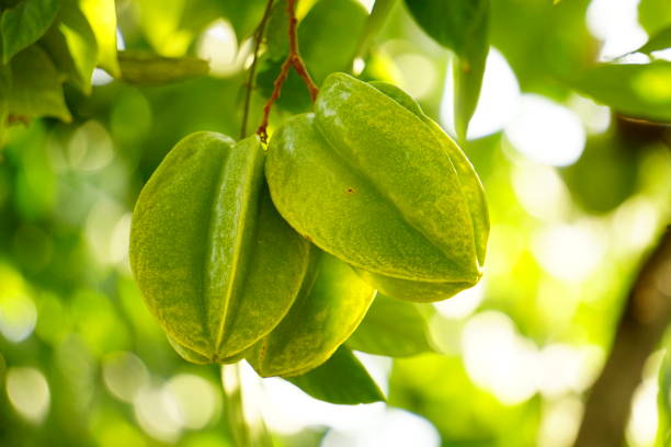 Star fruit is the fruit of the Averrhoa carambola tree of the Sorrel family, originating from Sri Lanka and widely known in Southeast Asia. Star fruit is a plant that easily thrives in tropical environments