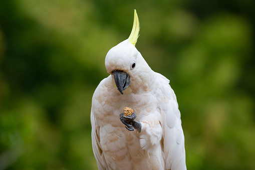The sulphur-crested cockatoo (Cacatua galerita) is a sizable white cockatoo commonly spotted in wooded regions across Australia, New Guinea, and select Indonesian islands. These birds often thrive in significant numbers locally, occasionally causing issues due to their abundant presence, earning them the label of pests. Recognized for their high intelligence, they hold a prominent place in aviculture, yet they may pose challenges as pets due to their demanding nature.