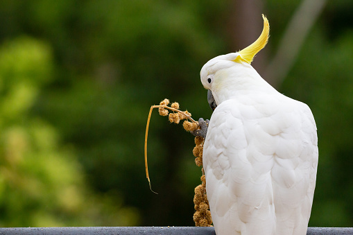 The sulphur-crested cockatoo (Cacatua galerita) is a sizable white cockatoo commonly spotted in wooded regions across Australia, New Guinea, and select Indonesian islands. These birds often thrive in significant numbers locally, occasionally causing issues due to their abundant presence, earning them the label of pests. Recognized for their high intelligence, they hold a prominent place in aviculture, yet they may pose challenges as pets due to their demanding nature.