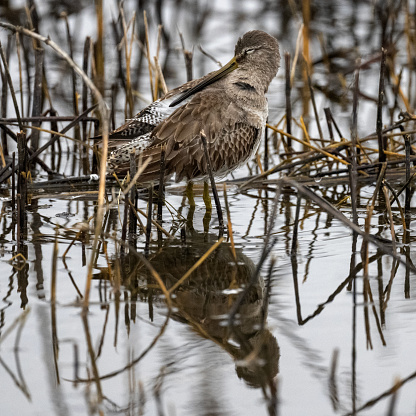 A Short-billed Dowitcher in the marsh at Merced National Wildlife Refuge in Merced County, California.