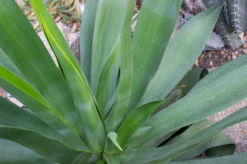 A close up of Aloe vera in a garden with background plants out of focus.