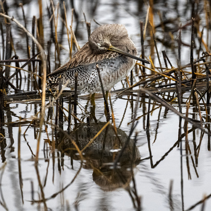 A Short-billed Dowitcher in the marsh at Merced National Wildlife Refuge in Merced County, California.