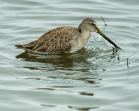 A Short-billed Dowitcher in the marsh at Merced National Wildlife Refuge in Merced County, California.