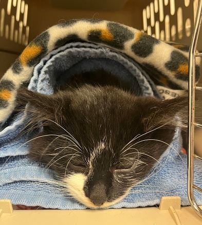 Black and white kitten in recovery from surgery, wrapped in cuddly blankets in his carrier. His face rests on towels as he slowly wakes up from anesthesia.