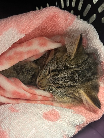 Tabby kitten in recovery from surgery, wrapped in cuddly pink blankets in her carrier. Her face rests on blankets as she slowly wakes up from anesthesia.