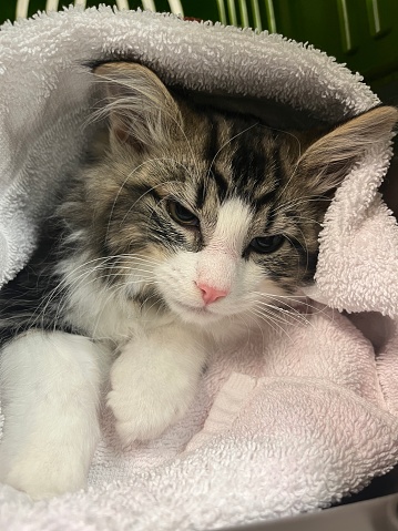 Tabby kitten in recovery from surgery, still sleepy, wrapped in white towels, preventing hypothermia during recovery.
