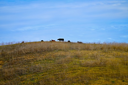 Herd of cows on a ranch