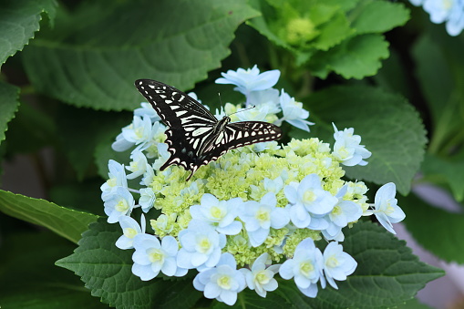 Asian swallowtail butterfly.